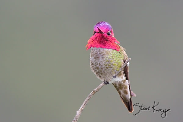 Anna’s Hummingbird, Male, (c) Photo by Steve Kaye, in photo article: Hummingbird Photos