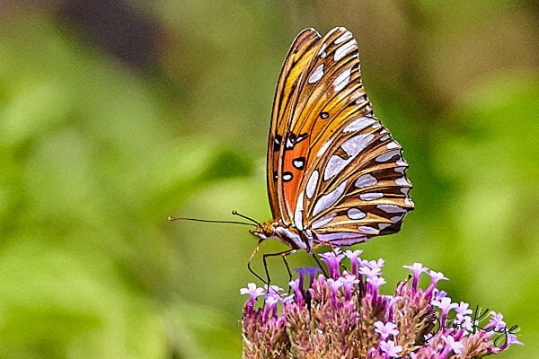 Gulf Fritillary, (c) Photo by Steve Kaye, in Butterflies