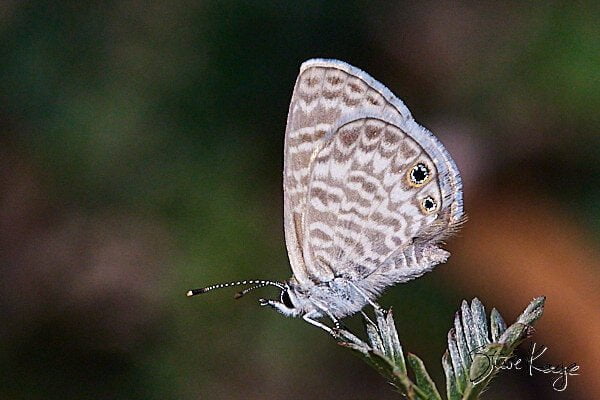 Marine Blue, butterfly (c) Photo by Steve Kaye, in Butterflies