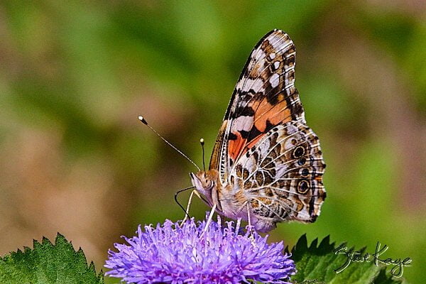 Painted Lady, (c) Photo by Steve Kaye, in Butterflies