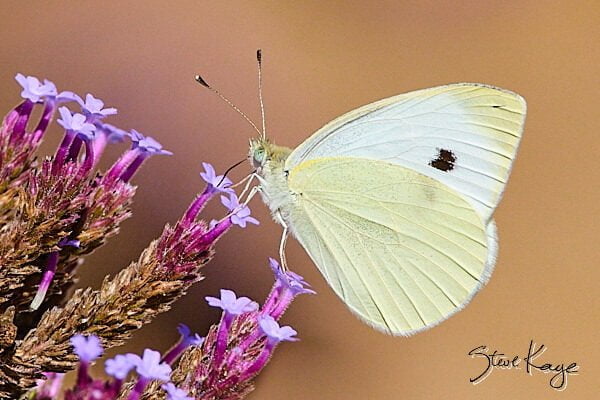 Cabbage White, Butterfly, (c) Photo by Steve Kaye, in Butterflies