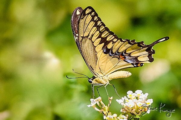 Giant Swallowtail, (c) Photo by Steve Kaye, in Butterflies