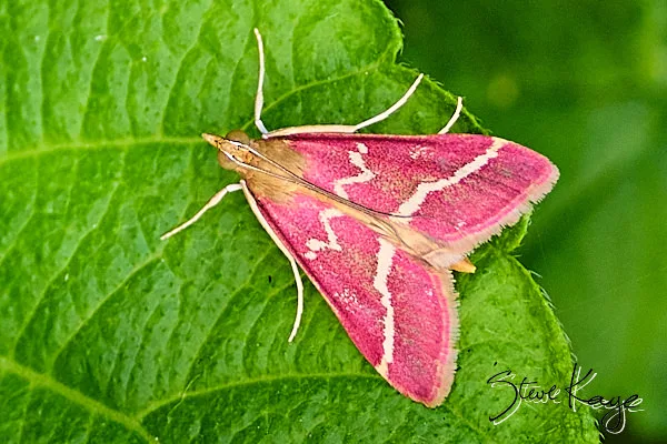 Moth Photography | Feb 2026 - Steve Kaye, Make a Difference
