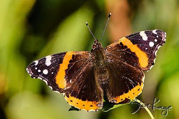Red Admiral, © Butterfly Photo by Steve Kaye, in blog post: Butterfly Photography
