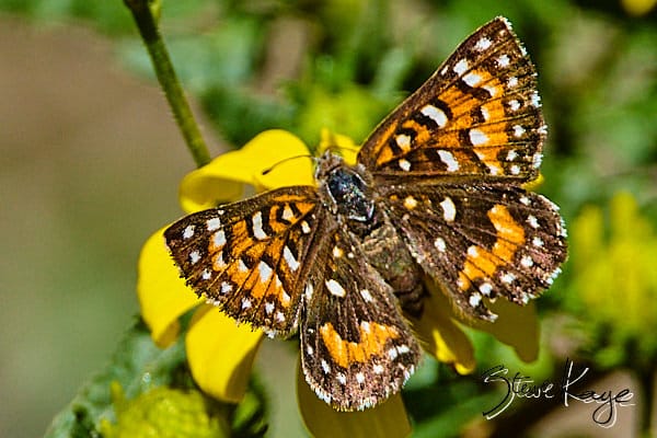 Behr's Metalmark, © Butterfly Photo by Steve Kaye, in blog post: Butterfly Photography