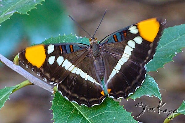 Red Admiral, © Butterfly Photo by Steve Kaye, in blog post: Butterfly Photography