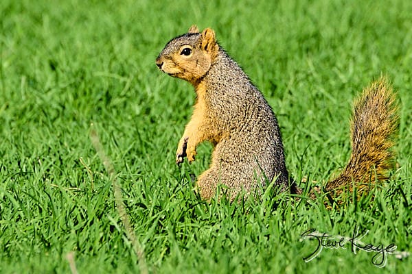 Eastern Fox Squirrel, (c) Photo by Steve Kaye