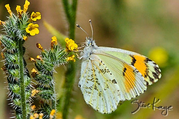 Sara Orangetip, © Butterfly Photo by Steve Kaye