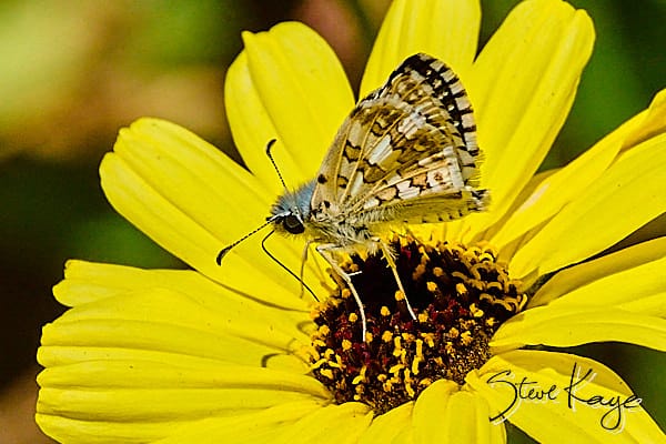 White Checkered-Skipper, © Butterfly Photo by Steve Kaye, in blog post: Butterfly Photography