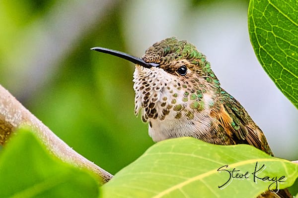 Allen's Hummingbird, © Photo by Steve Kaye