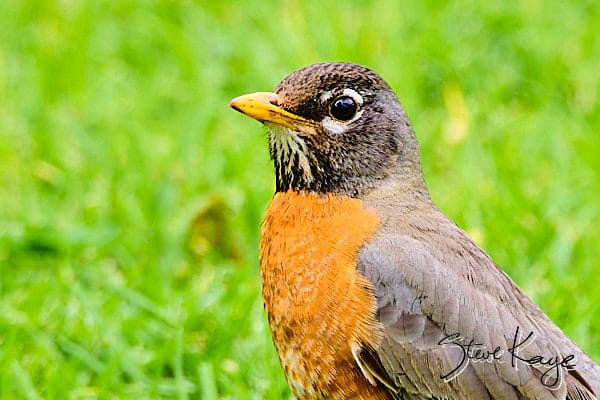 American Robin, © Photo by Steve Kaye, in blog Celebrate Earth Day 2026