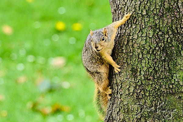 Eastern Fox Squirrel, (c) Photo by Steve Kaye, in blog Celebrate Earth Day 2026