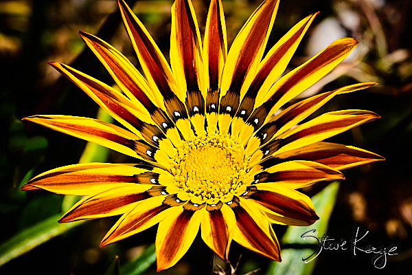 Gazania, (c) Photo by Steve Kaye