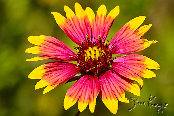Indian Blanket, (c) Photo by Steve Kaye, in blog post: Flower Power