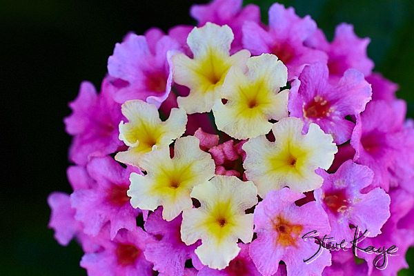 (c) Photo by Steve Kaye Lantana, (c) Photo by Steve Kaye, in blog post: Flower Power