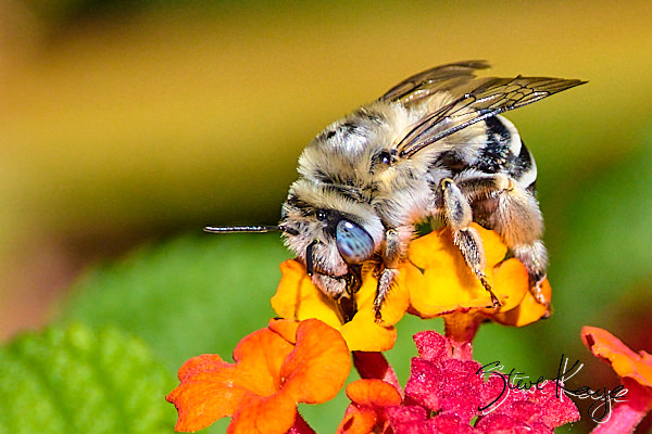 Digger Bee, (c) Photo by Steve Kaye 