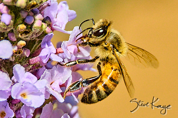 Western Honey Bee, (c) Photo by Steve Kaye