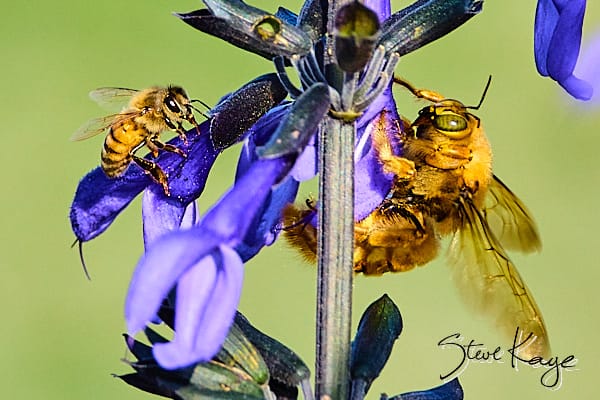 Western Honey Bee (Left) and Valley Carpenter Bee, Male (Right), (c) Photo by Steve Kaye,