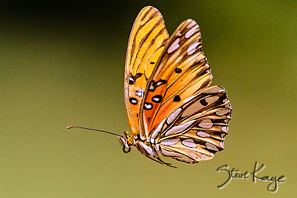 (c) Photo by Steve Kaye Gulf Fritillary, © Butterfly Photo by Steve Kaye, in blog post: Photo Magic