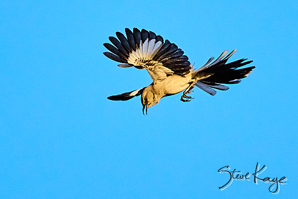 Northern Mockingbird, © Photo by Steve Kaye