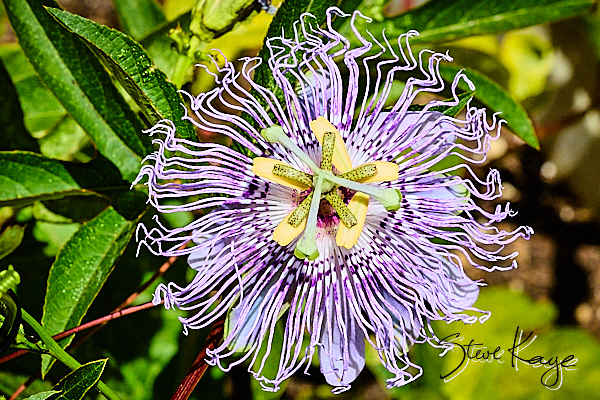 (c) Photo by Steve Kaye Passion Flower, (c) Photo by Steve Kaye, in blog post: Photo Magic