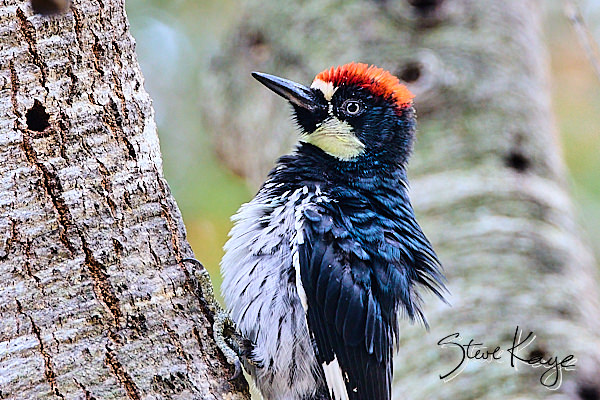 Acorn Woodpecker, male © Photo by Steve Kaye
