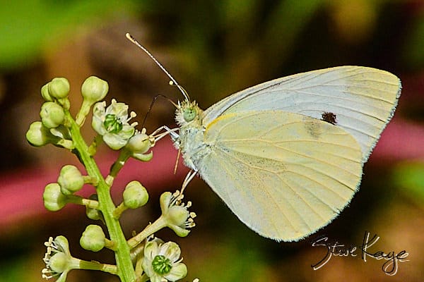 Cabbage White, © Butterfly Photo by Steve Kaye, in blog "Celebrate Your Birthday"