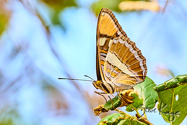 California Sister, © Butterfly Photo by Steve Kaye, in blog "Celebrate Your Birthday"
