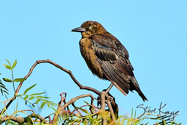 Great-tailed Grackle, © Photo by Steve Kaye