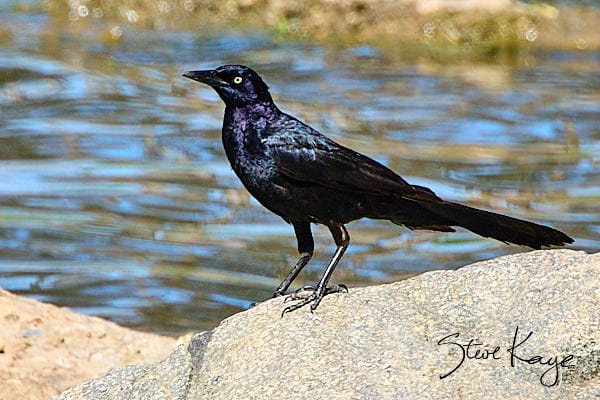 Great-tailed Grackle, Male © Photo by Steve Kaye,
